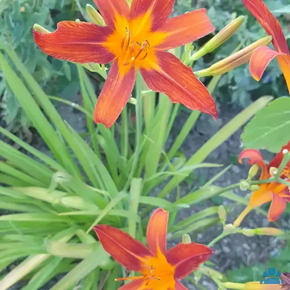 Hemerocallis 'Autumn Red' - von 2430591939_2790: Bild 3/3 Hemerocallis 'Autumn Red' - von 2430591939_2790: Bild 3/3