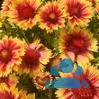 Gaillardia 'Kobold' - von 2430591939_2790: Bild 2/2
