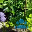 Ginkgo biloba 'Troll' - von gerfried_6925: Bild 5/5