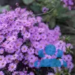 Aster dumosus 'Rosenwichtel' - von 1658736185_1348: Bild 3/3