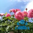 Rose 'Harlekin' - von sonja_4652: Bild 8/8