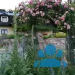 Rose 'Harlekin' - von sonja_4652: Bild 7/8
