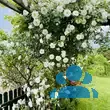 Rose 'Schneewittchen' - von 2523230192_833: Bild 11/11