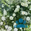 Rose 'Schneewittchen' - von 2523230192_833: Bild 10/11