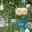 Rose 'The Pilgrim' - von 2523230192_833: Bild 16/16
