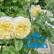 Rose 'The Pilgrim' - von 2523230192_833: Bild 15/16