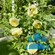 Rose 'The Pilgrim' - von 2523230192_833: Bild 13/16