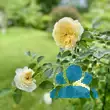 Rose 'The Pilgrim' - von 2523230192_833: Bild 11/16