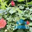 Rose 'Westerland' - von 2523230192_833: Bild 7/8