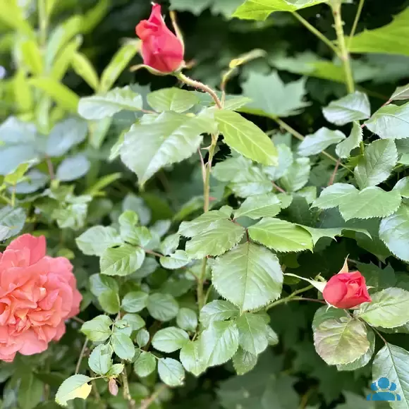 Rose 'Westerland' - von 2523230192_833: Bild 7/8 Rose 'Westerland' - von 2523230192_833: Bild 7/8