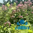 Rose 'Robin Hood' (Hybride) - von 2523230192_833: Bild 12/12