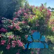 Rose 'Robin Hood' (Hybride) - von 2523230192_833: Bild 10/12