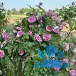 Rose 'Gertrude Jekyll' - von 2523230192_833: Bild 15/15
