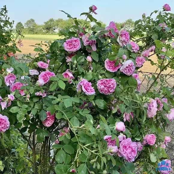 Rose 'Gertrude Jekyll' - von 2523230192_833: Bild 15/15 Rose 'Gertrude Jekyll' - von 2523230192_833: Bild 15/15