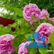 Rose 'Gertrude Jekyll' - von 2523230192_833: Bild 14/15