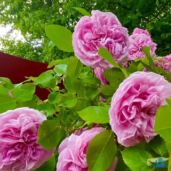 Rose 'Gertrude Jekyll' - von 2523230192_833: Bild 14/15 Rose 'Gertrude Jekyll' - von 2523230192_833: Bild 14/15