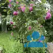 Rose 'Gertrude Jekyll' - von 2523230192_833: Bild 13/15