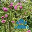 Rose 'Gertrude Jekyll' - von 2523230192_833: Bild 12/15
