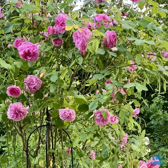 Rose 'Gertrude Jekyll' - von 2523230192_833: Bild 12/15 Rose 'Gertrude Jekyll' - von 2523230192_833: Bild 12/15