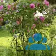 Rose 'Gertrude Jekyll' - von 2523230192_833: Bild 11/15