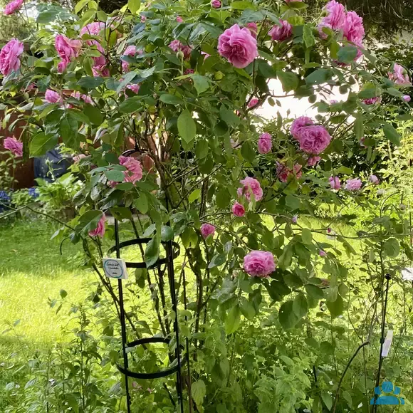Rose 'Gertrude Jekyll' - von 2523230192_833: Bild 11/15 Rose 'Gertrude Jekyll' - von 2523230192_833: Bild 11/15