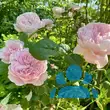 Rose 'Queen of Sweden' - von 2523230192_833: Bild 8/8
