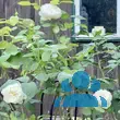 Rose 'Winchester Cathedral' - von 2523230192_833: Bild 21/21