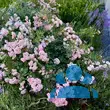 Rose 'The Fairy' - von 2523230192_833: Bild 11/11