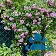Rose 'Jasmina' - von 2523230192_833: Bild 20/20