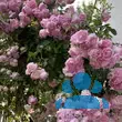 Rose 'Jasmina' - von 2523230192_833: Bild 19/20