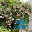 Rose 'Jasmina' - von 2523230192_833: Bild 17/20