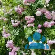 Rose 'Jasmina' - von 2523230192_833: Bild 16/20