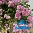 Rose 'Jasmina' - von 2523230192_833: Bild 15/20