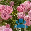 Rose 'Jasmina' - von 2523230192_833: Bild 14/20