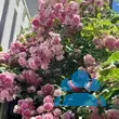 Rose 'Jasmina' - von 2523230192_833: Bild 13/20