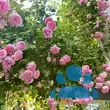 Rose 'Jasmina' - von 2523230192_833: Bild 12/20