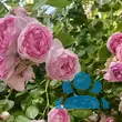 Rose 'Jasmina' - von 2523230192_833: Bild 11/20