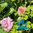 Rose 'Aloha' - von 2523230192_833: Bild 10/10