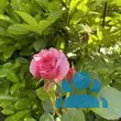 Rose 'Aloha' - von 2523230192_833: Bild 9/10