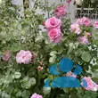 Rose 'Aloha' - von 2523230192_833: Bild 8/10