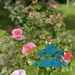 Rose 'Aloha' - von 2523230192_833: Bild 7/10