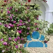 Rose 'Cardinal de Richelieu' (gall) - von 2523230192_833: Bild 7/7