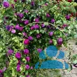 Rose 'Cardinal de Richelieu' (gall) - von 2523230192_833: Bild 6/7