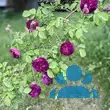 Rose 'Cardinal de Richelieu' (gall) - von 2523230192_833: Bild 5/7