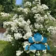 Rose 'Penelope' (Hybride) - von 2523230192_833: Bild 8/8