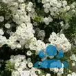 Rose 'Penelope' (Hybride) - von 2523230192_833: Bild 7/8
