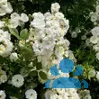 Rose 'Penelope' (Hybride) - von 2523230192_833: Bild 6/8