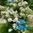 Rose 'Penelope' (Hybride) - von 2523230192_833: Bild 5/8