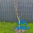 Magnolia 'Purple Sensation' - von klaudia_3333: Bild 3/3