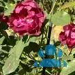 Rose 'Cardinal Hume' - von 2523230192_833: Bild 12/12